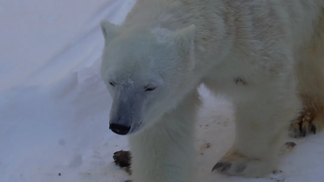 Asahiyama Zoo