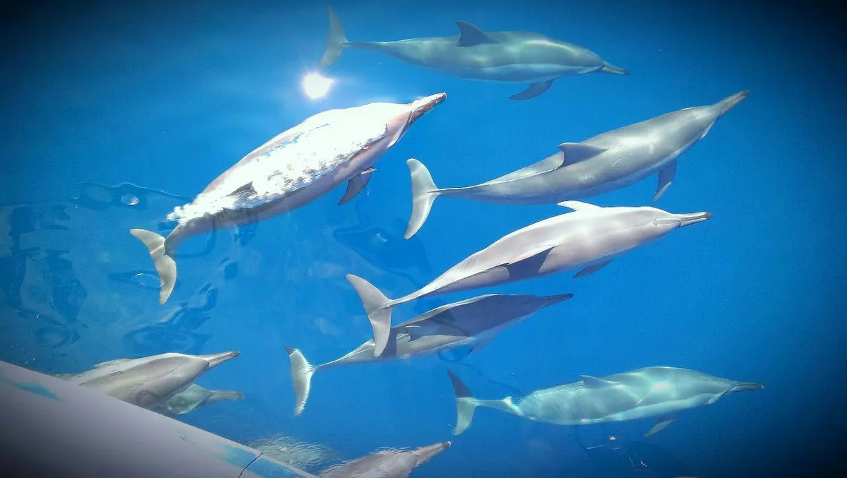 Observa ballenas, delfines y peces voladores bailando en el océano