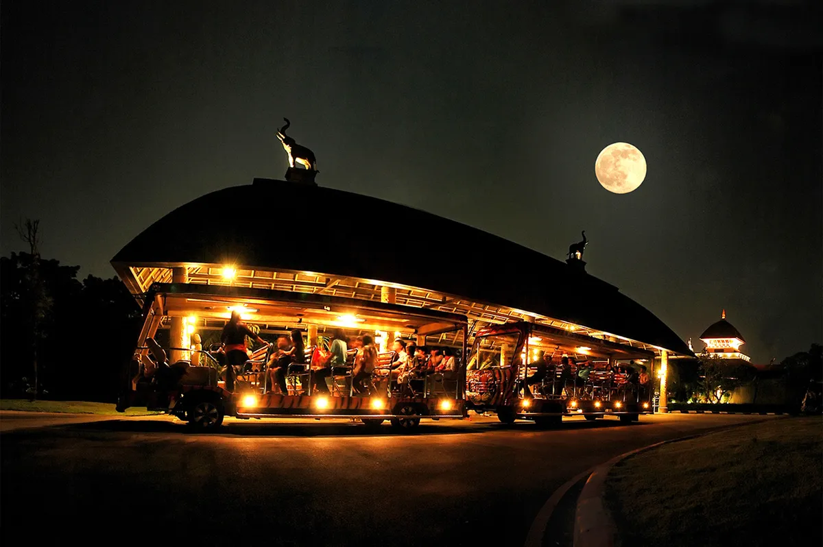 Roaring Nights & Wild Sights: An Unforgettable Chiang Mai Night Safari Adventure!