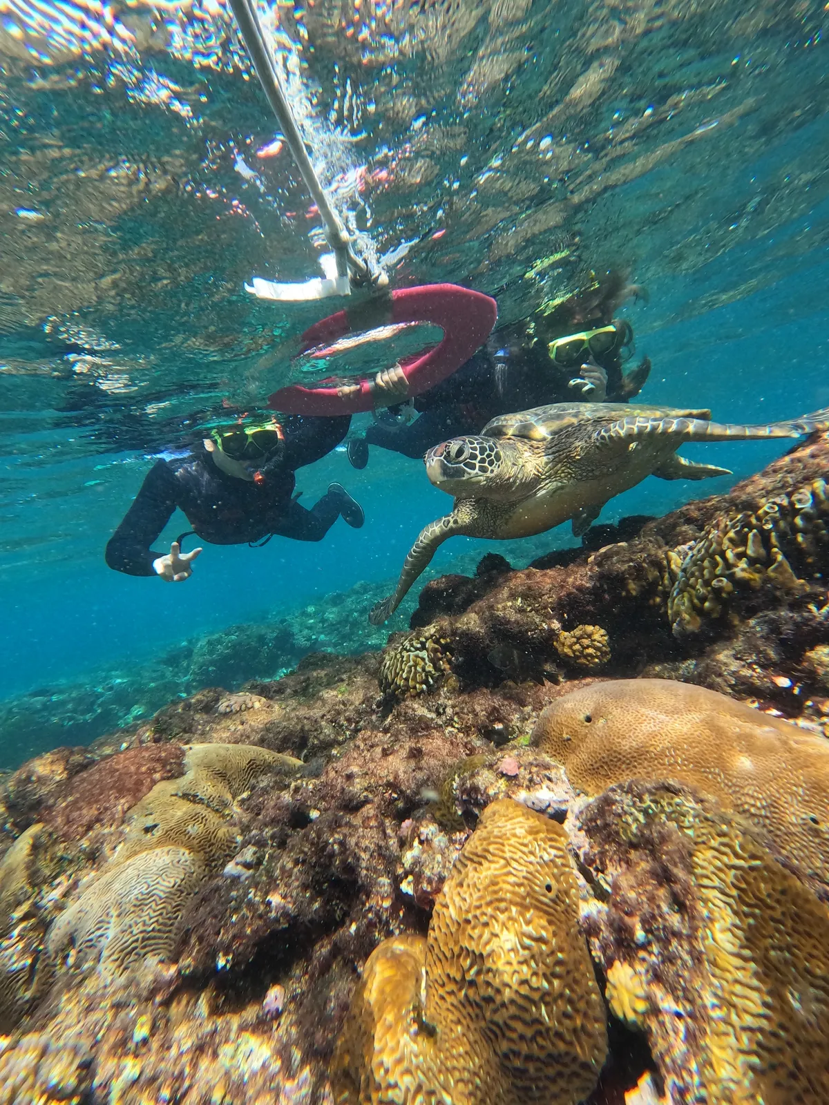 小琉球でウミガメと泳ぐ：台湾最高のウォータースポーツ格安ガイド