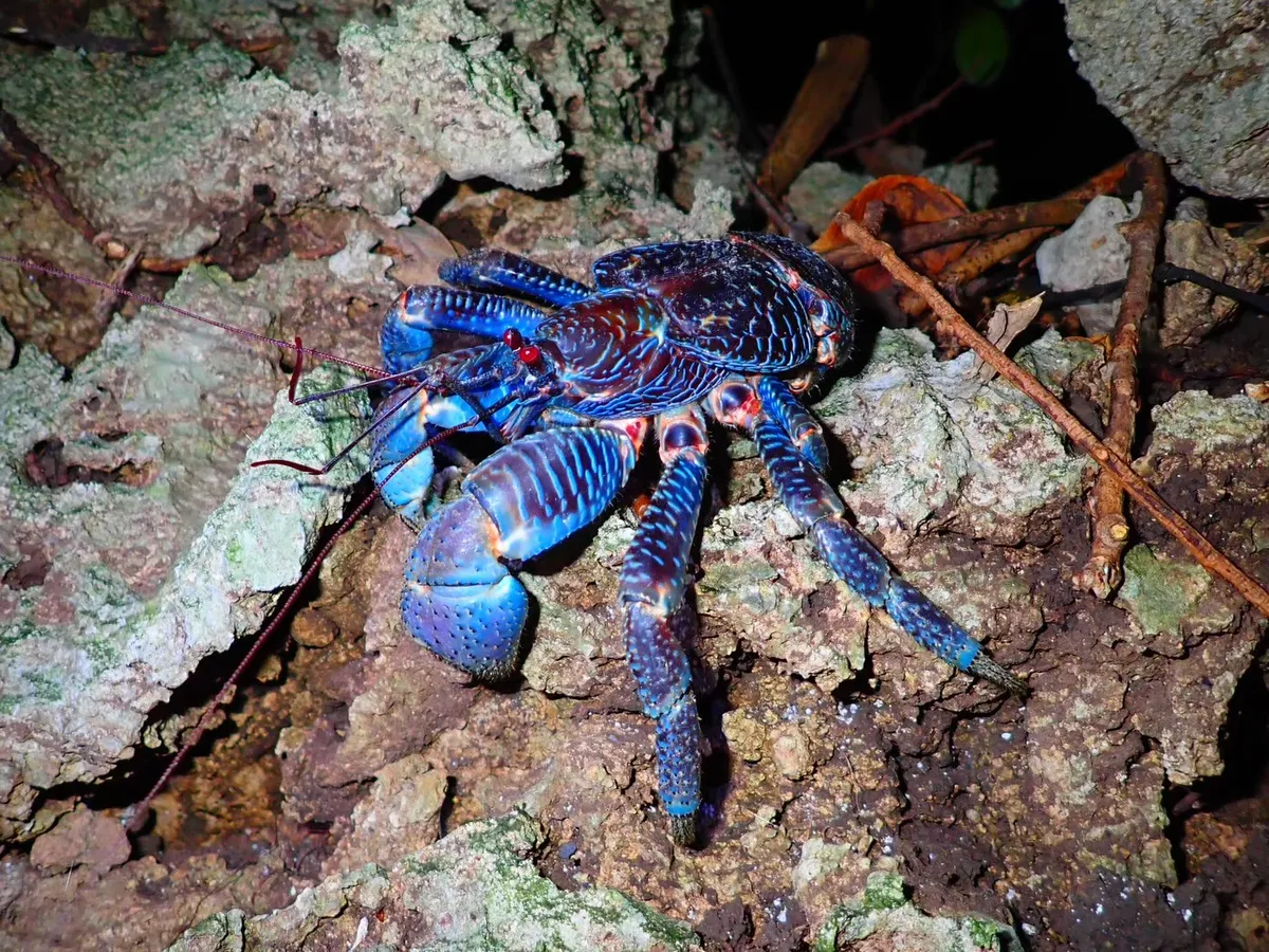 Île d'Ishigaki : Observation des étoiles et tour nocturne de la jungle (Okinawa)