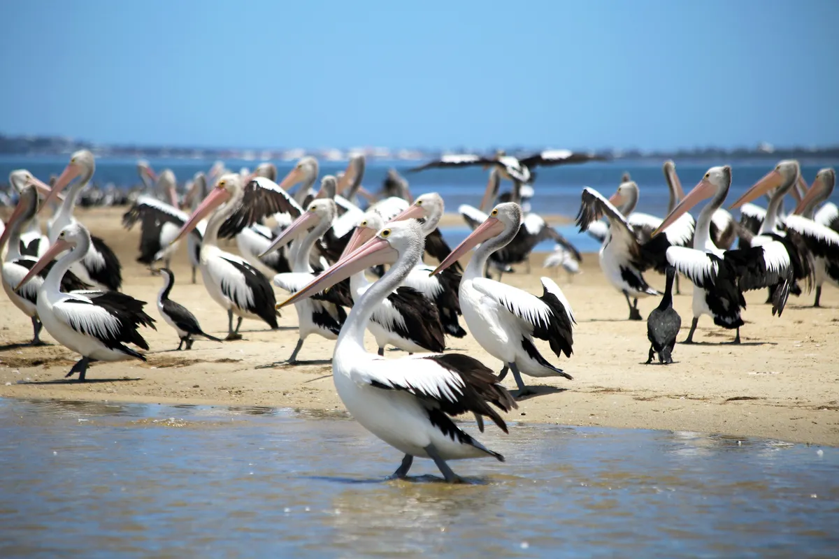 Ayez la chance d'apercevoir d'autres espèces sauvages comme les pélicans