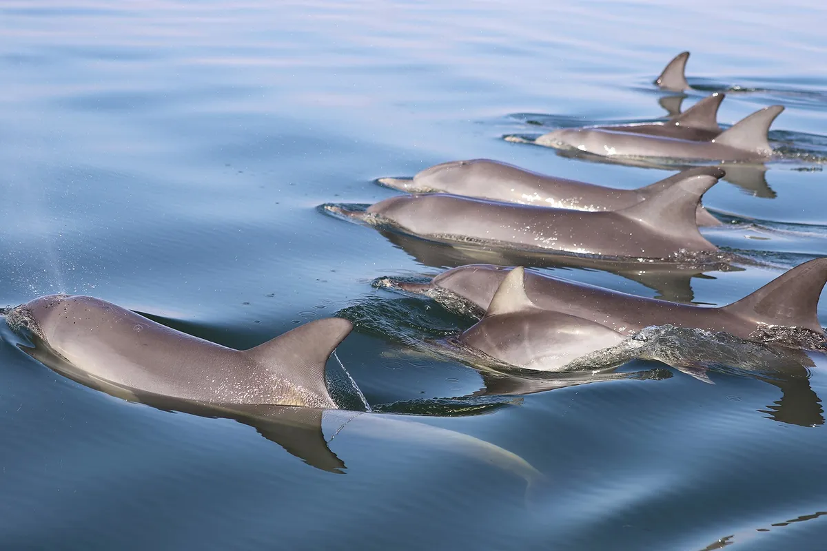 Créez des souvenirs durables pour tous les âges avec une aventure captivante de croisière aux dauphins