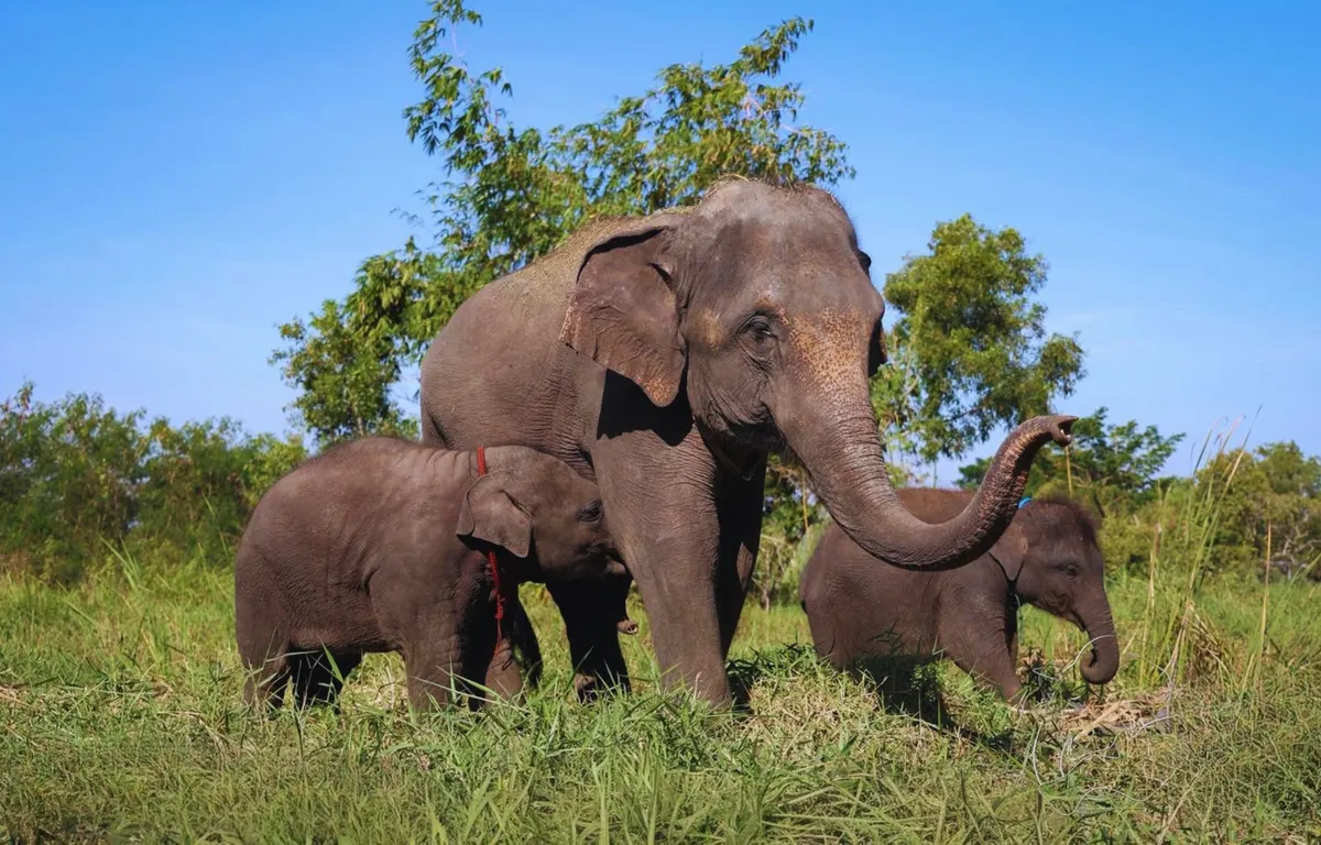 Is the Bangkok Elephant Park Worth It? Our Practical Review of the Care Program