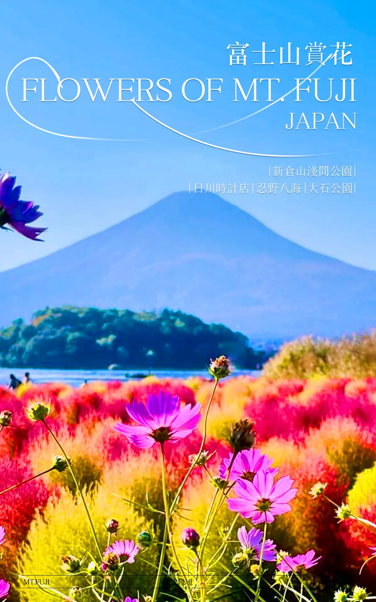 Chasing Fuji's Horizon: An Epic Kawaguchiko Flower Tour Review!