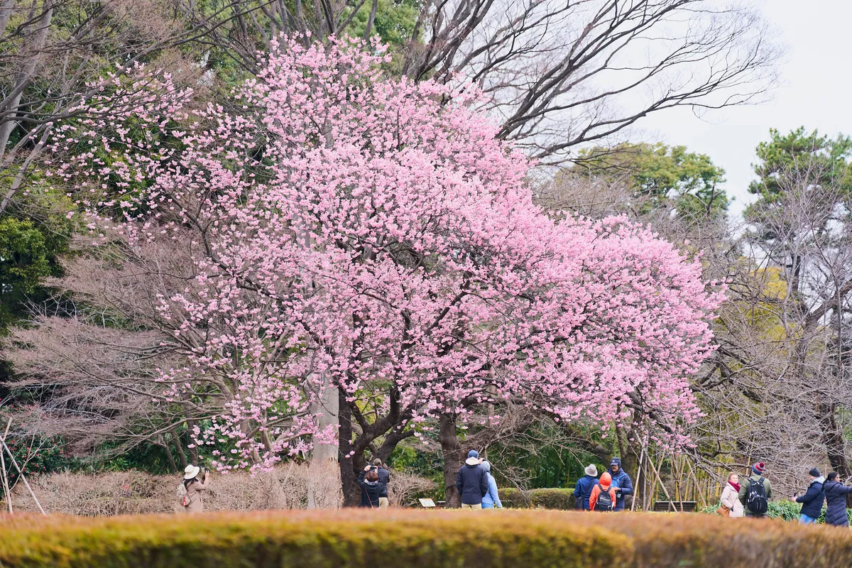 Walking with Warriors: Uncovering the Shogun Secrets of Tokyo's Imperial Palace