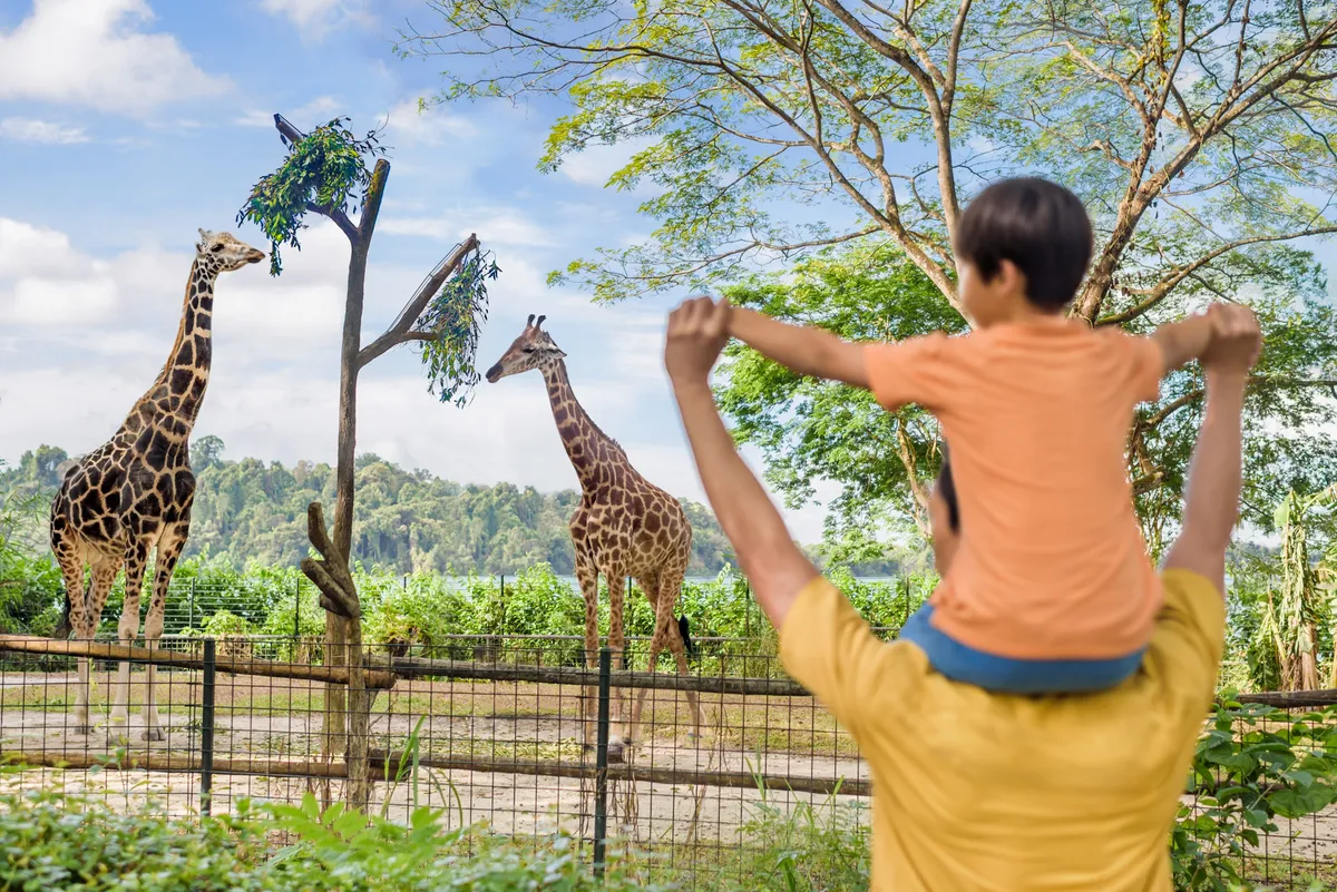 Singapore Zoo: An Affordable Adventure or a Primate-Sized Price Tag?