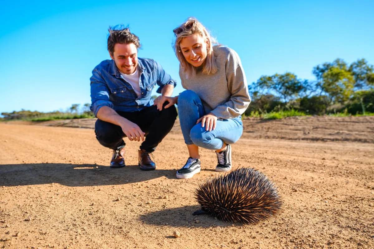 Testemunhe a vasta gama da vida selvagem australiana durante o seu tour