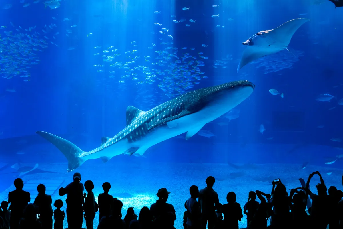 Dive into Wonder: An Unforgettable Journey at Okinawa Churaumi Aquarium!