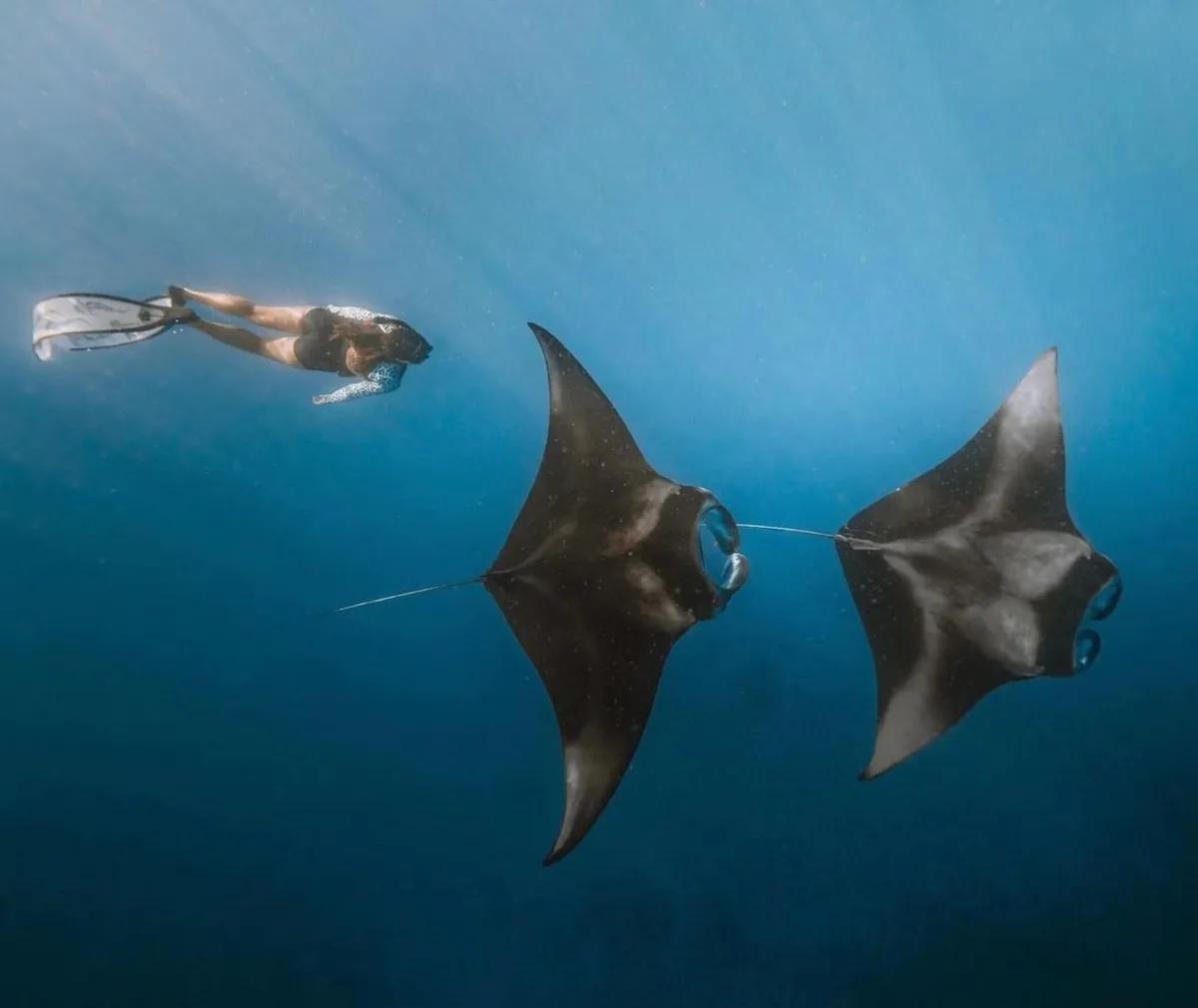 Stand a chance to come across the famous Manta Rays