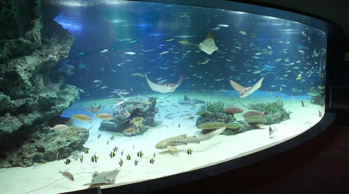 El secreto de altura de Tokio: ¿Vale la pena la inmersión en el Acuario Sunshine?