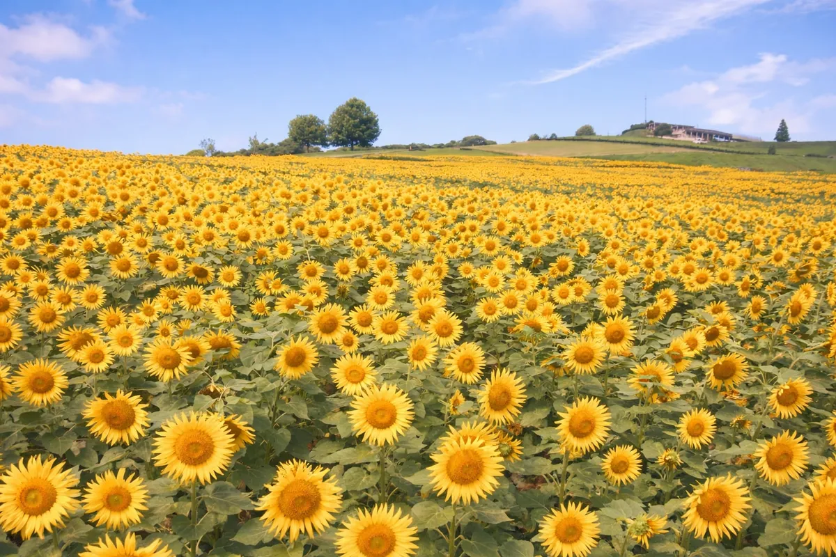 Is Awaji Island Worth It? A Deep Dive into the Flower Corridor and Happy Pancake Day Trip