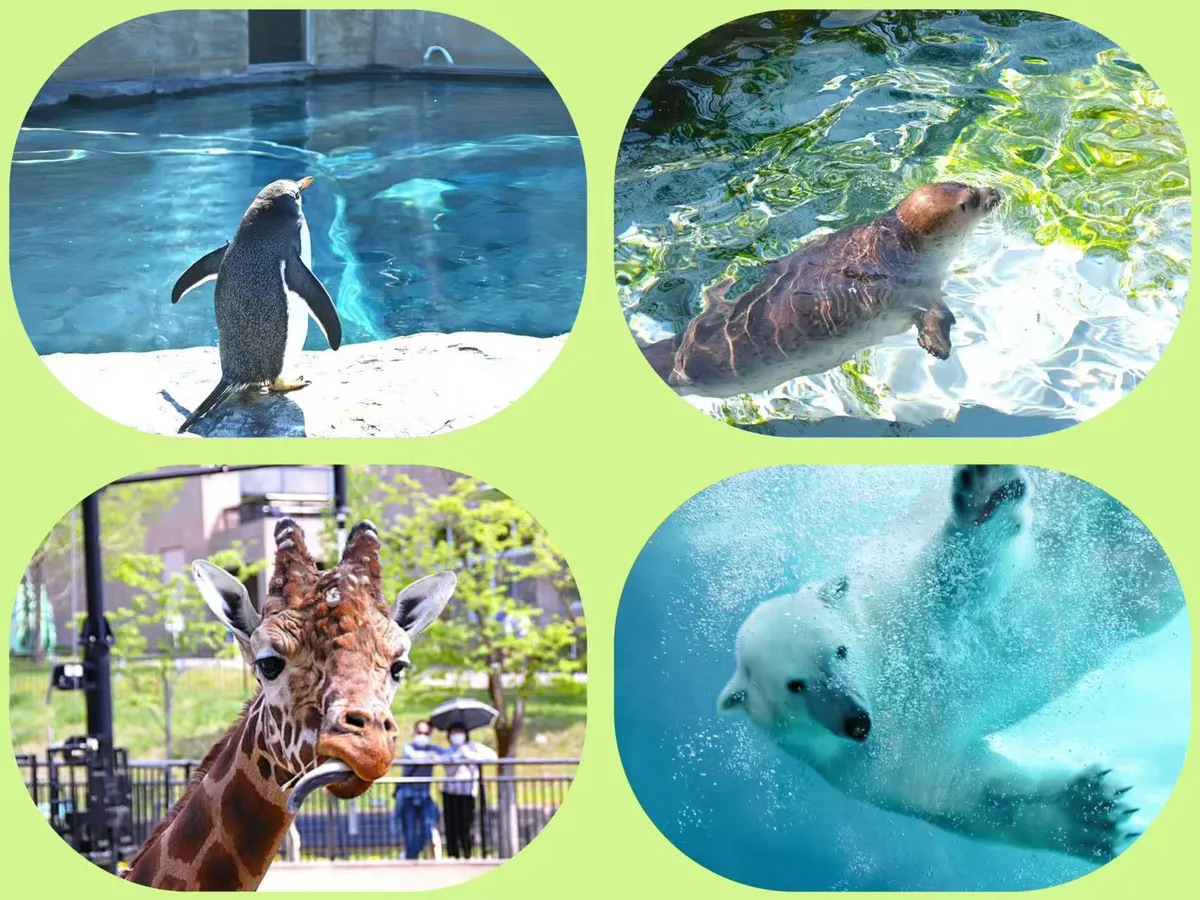 ✧⁺Eine wunderbare Begegnung mit den kleinen Tieren im Asahiyama Zoo~