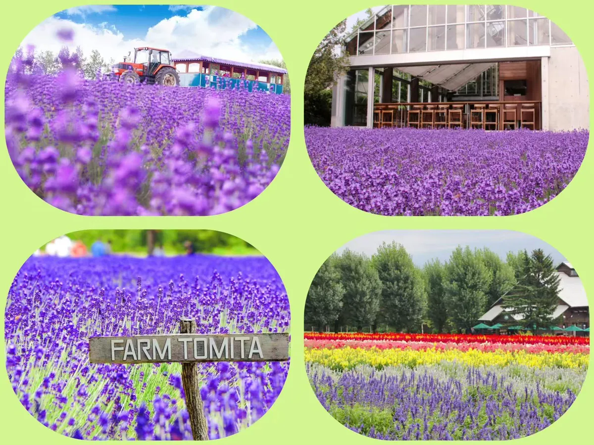 ✧⁺Begrenzte Attraktion von Juli bis September - Farm Tomita. Eine sanfte Brise weht und der Duft der Blumen weht sanft durch die Luft.