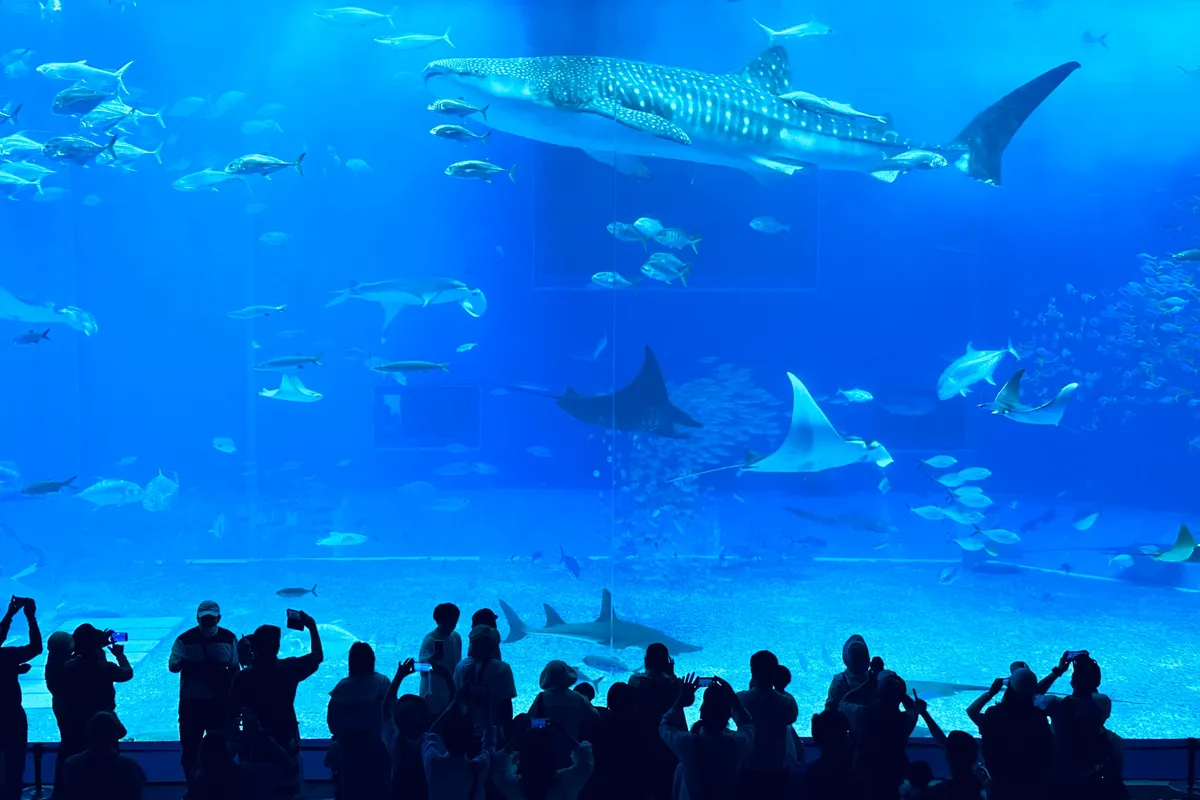 Unlock Okinawa's Best: Our Family Review of the Churaumi FunPASS!
