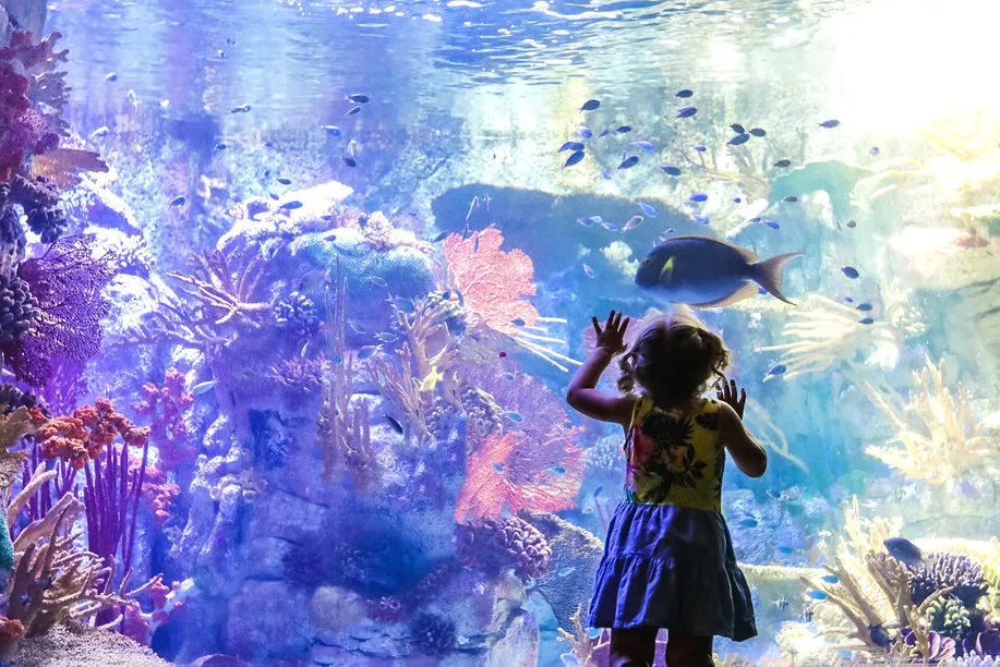 バーチ水族館で海の生き物たちを間近で観察する