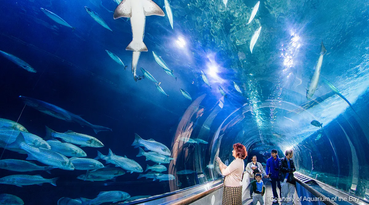 ベイ水族館に入場して、そこを住処とする多様な海洋生物を観察