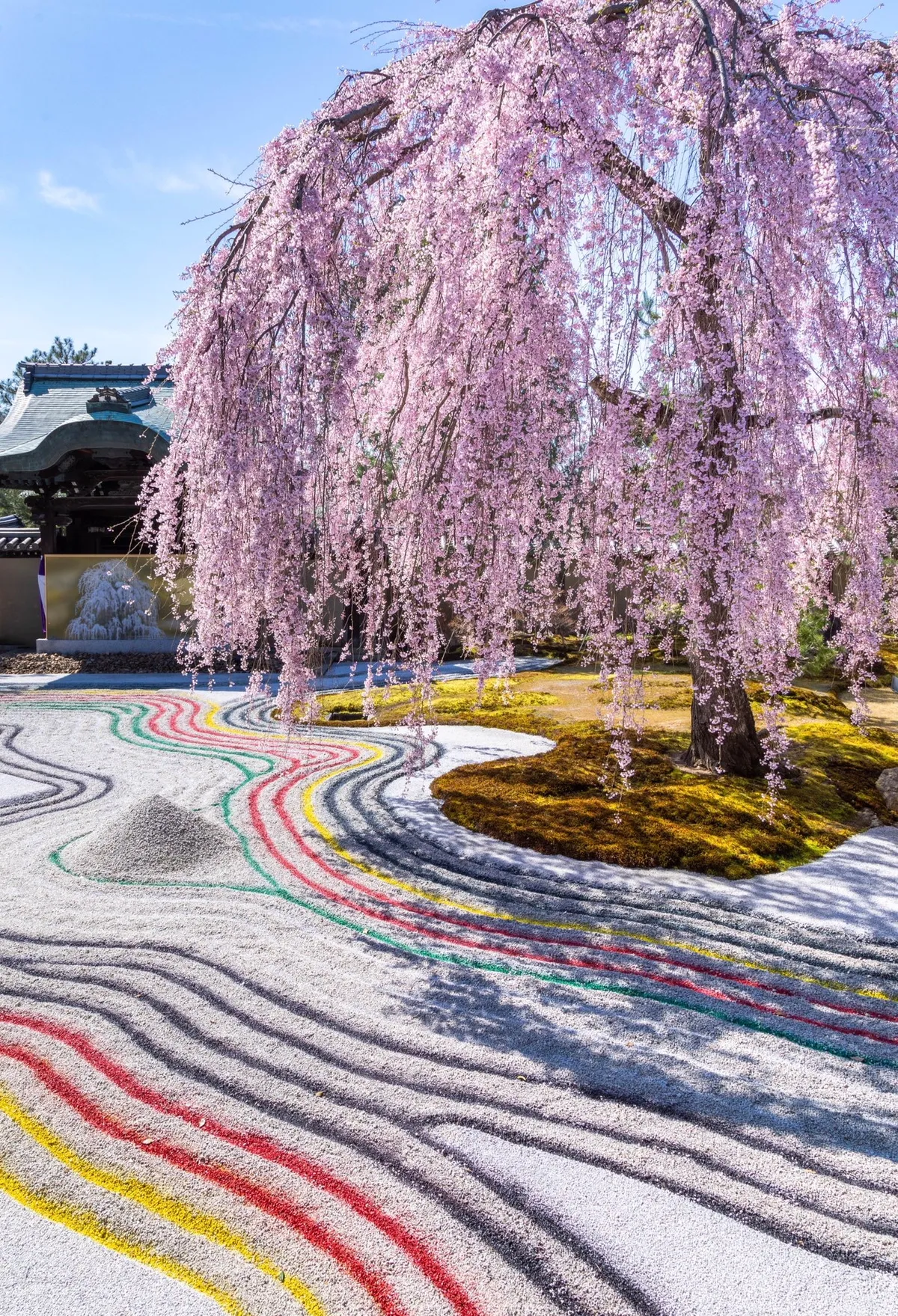 Auffällige Kirschblüten im Kōdai-ji