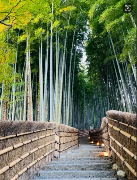 Der Arashiyama-Bambushain ist eine der ikonischsten Landschaften Japans, und jeder Besucher wird von seiner atemberaubenden Schönheit begeistert sein.