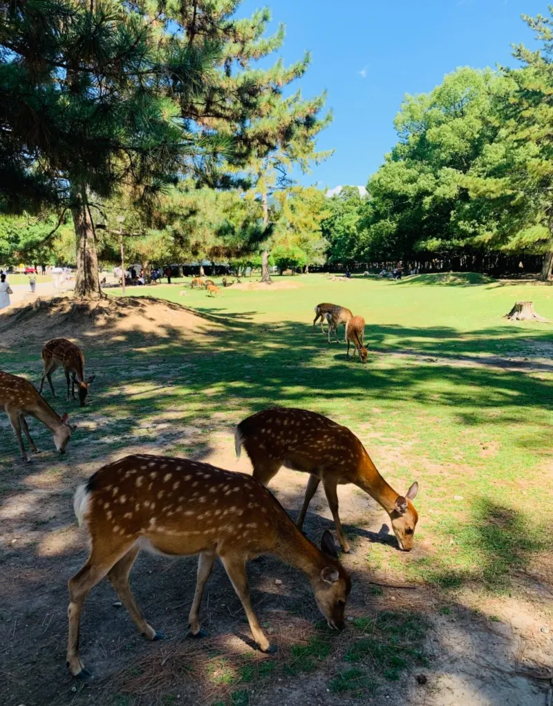 Das Füttern der Rehe ist eine beliebte Aktivität im Nara-Park.