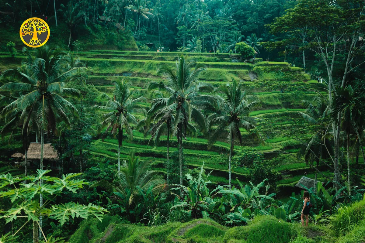 Marvel at the the stunning view of the UNESCO World Herigate Site Tegalalang Rice Terraces