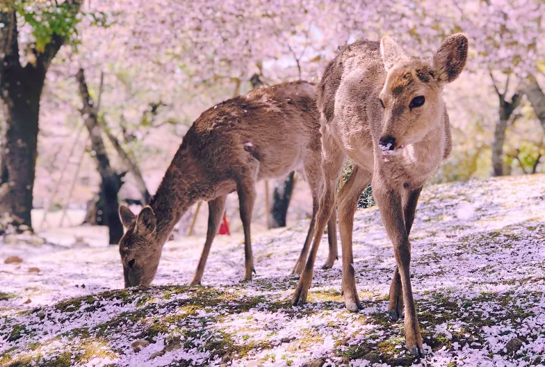 Unforgettable Journey: Our Review of the Kyoto & Nara Golden Path Adventure!