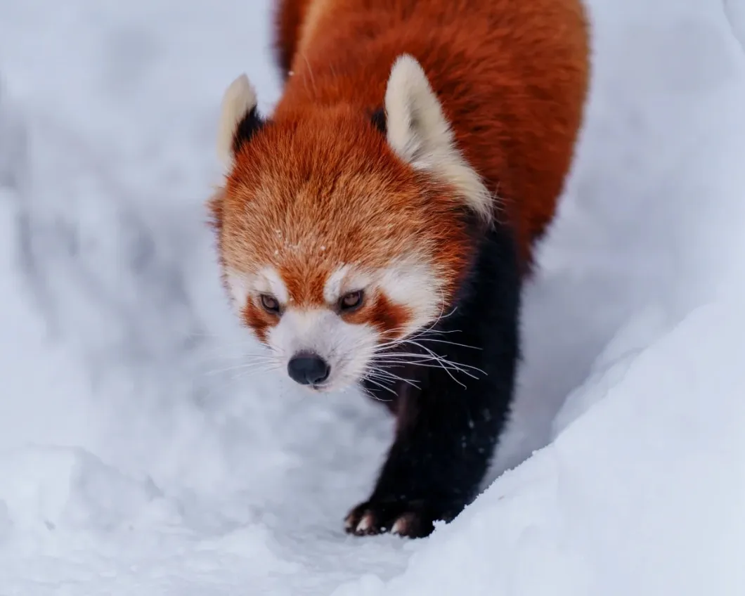 Is the Asahiyama Zoo & Shirasu Waterfall Full-Day Tour Worth Your Money?