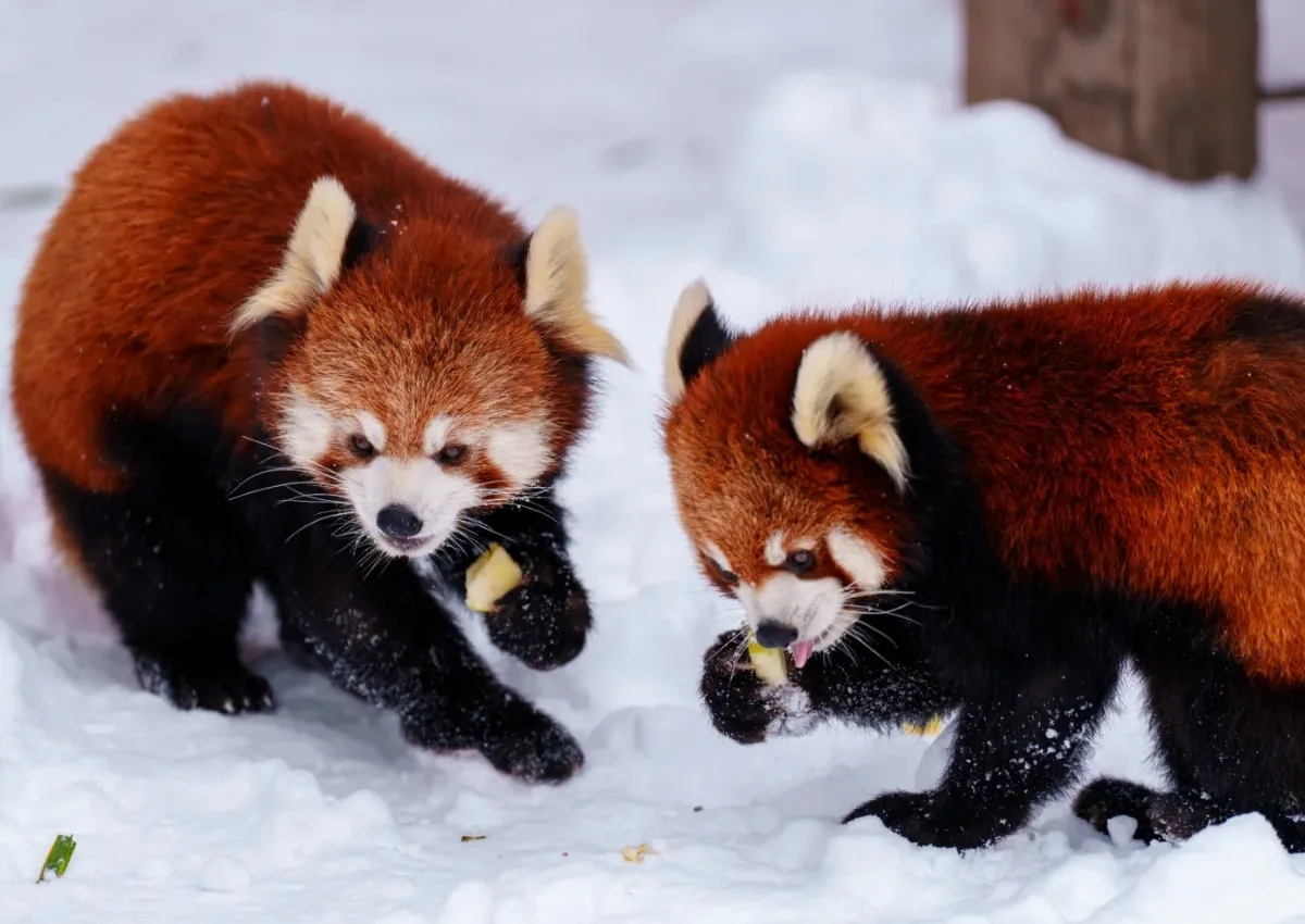 Sapporo Asahiyama Zoo & Shirasu Waterfall Full-Day Tour
