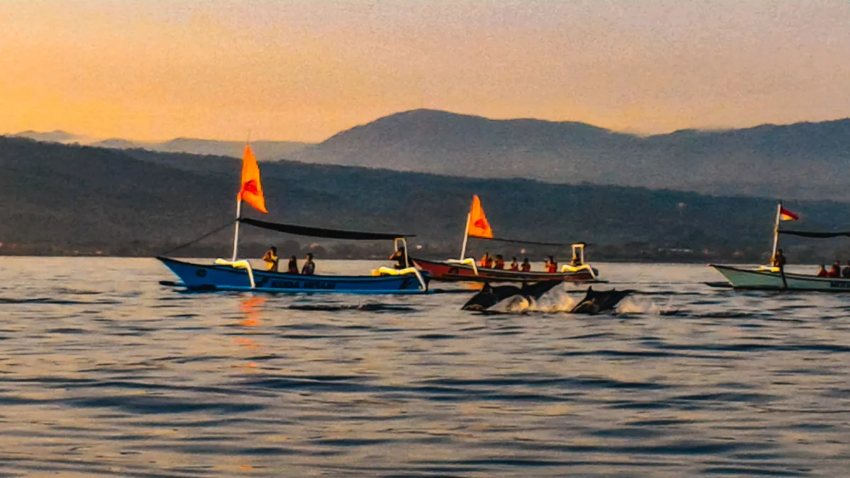 Chasing Sunrises and Dolphins: A Practical Guide to North Bali’s Best Value Day Trip