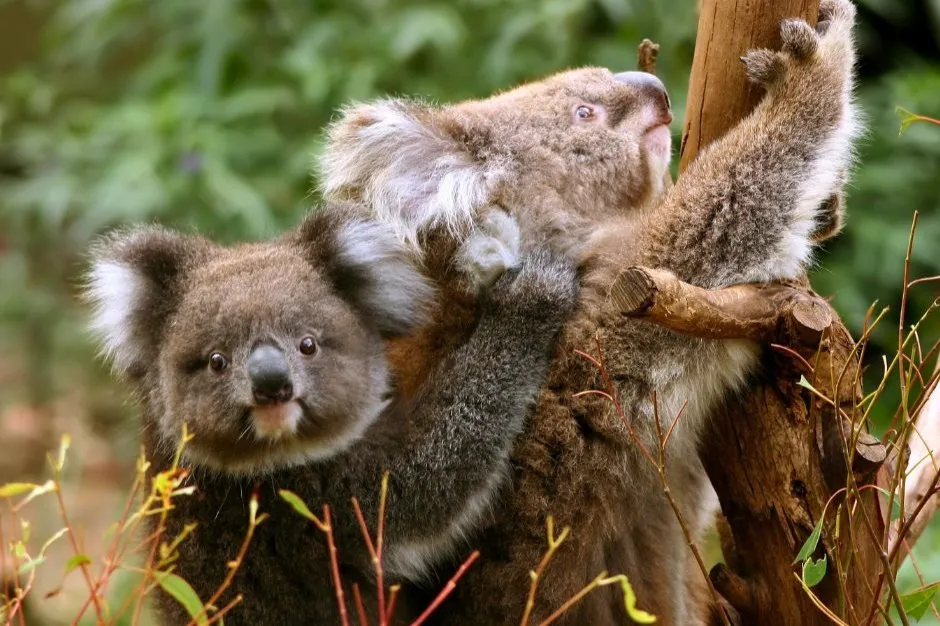 See these beautiful creatures in their natural habitat!
