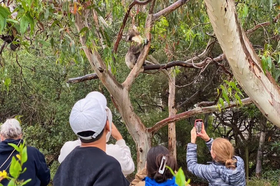 Spot koalas in the wild in the Great Otway National Park