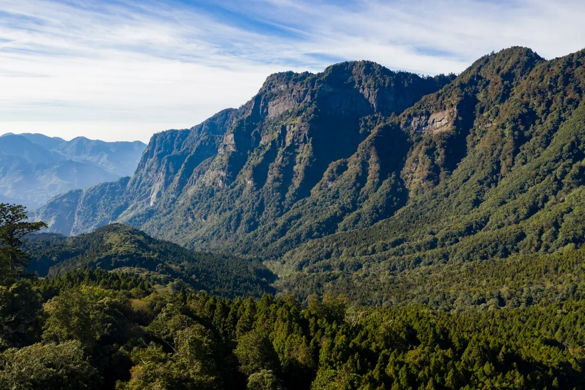 Exploring the Mist: A Family Guide to the Alishan National Forest Day Tour