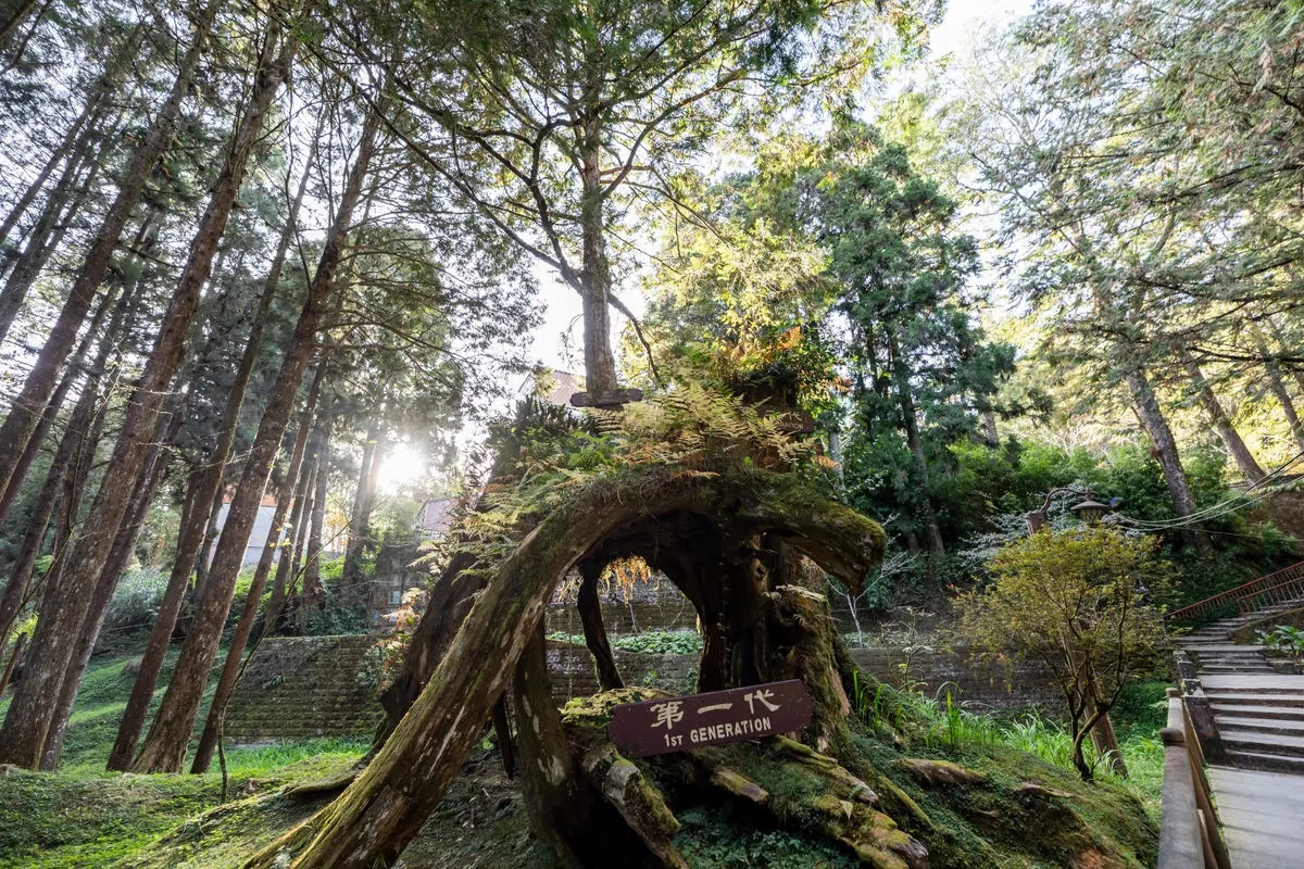 Explore lush forests and spot 1st generation trees along the way