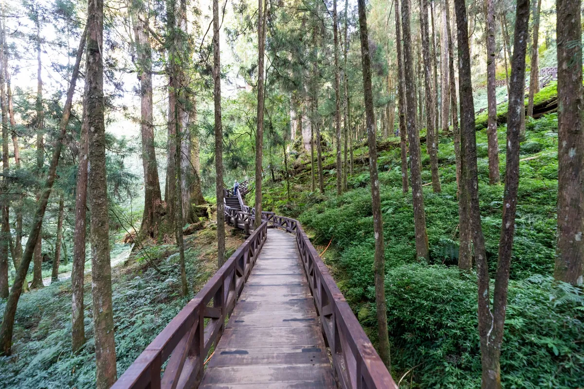 Take a stroll and feel the calming breeze of the forest