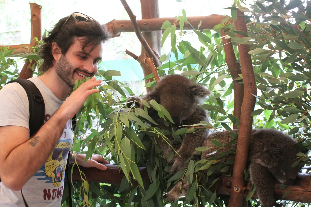 Juega con amigables koalas y alimenta canguros en Caversham Wildlife Park