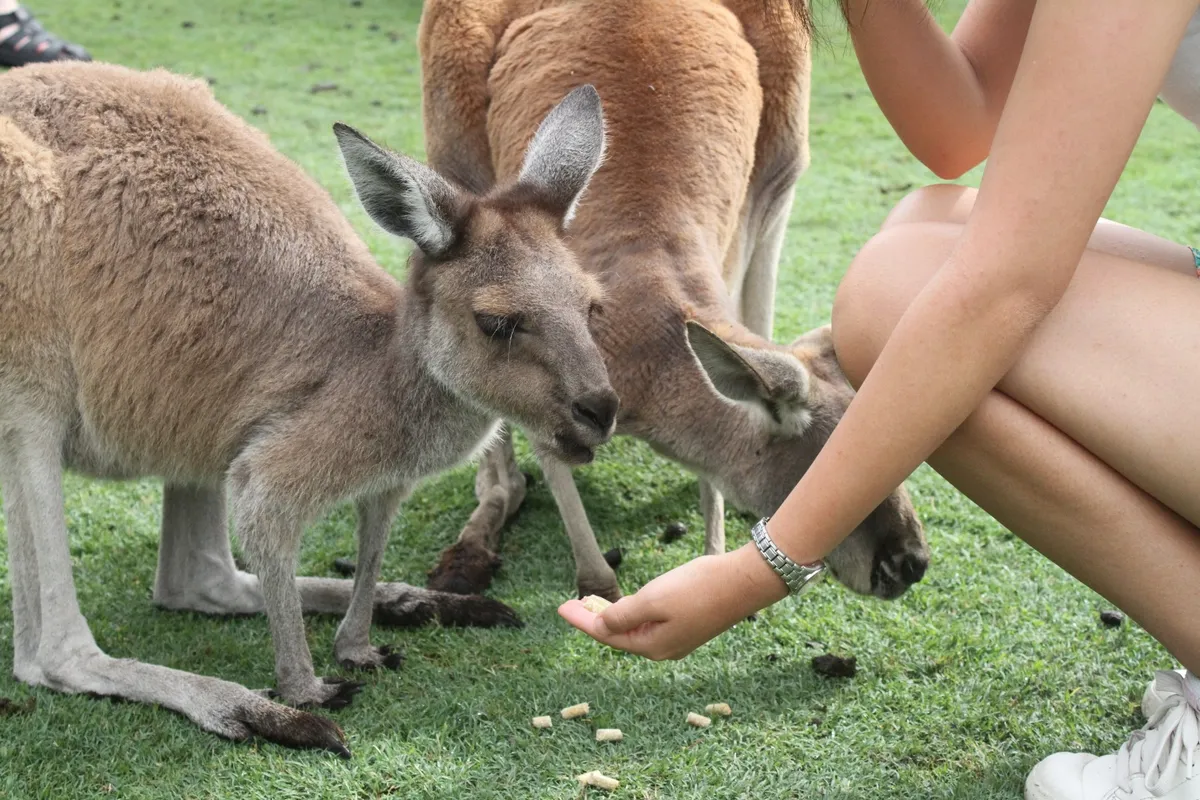 Mira de cerca más animales icónicos de Australia en esta emocionante aventura