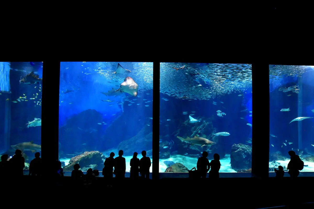 La Joya Oceánica de Fukuoka: Guía para Viajeros con Presupuesto Limitado del Uminonakamichi Marine World