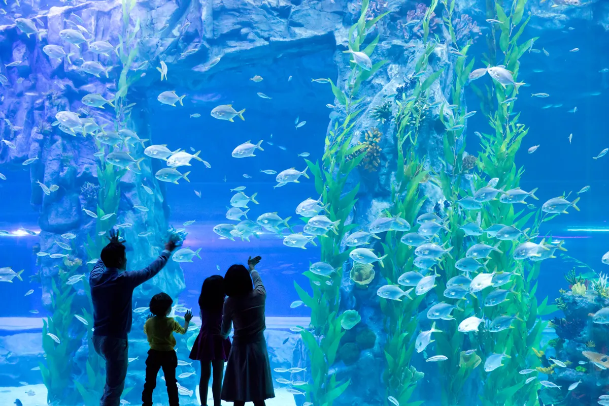 Sumérgete Profundamente en el Descubrimiento: ¡Una Reseña Entusiasta del Acuario Lotte World, Seúl!