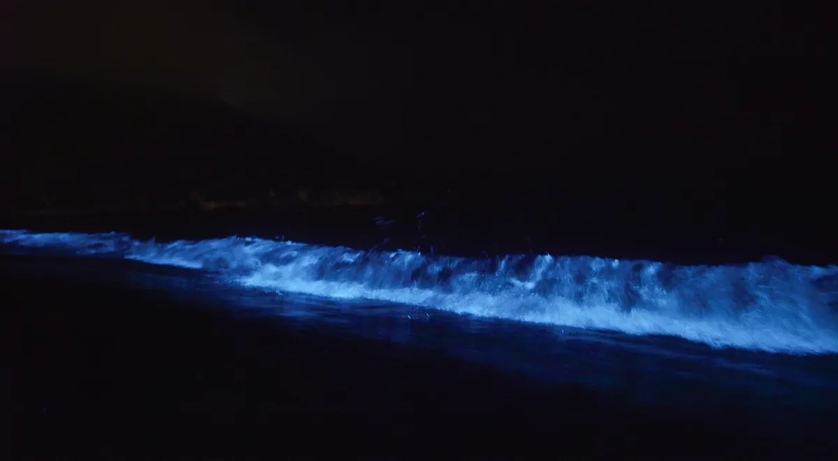 Glowing Waters and Night Magic: Our Family Review of the Kuala Selangor Blue Tears Experience