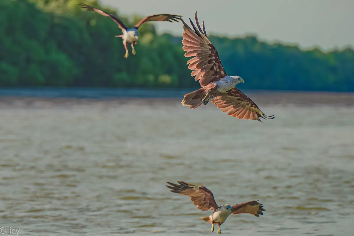 Nature on a Budget: Our Honest Review of the Kuala Selangor Triple-Threat River Tour