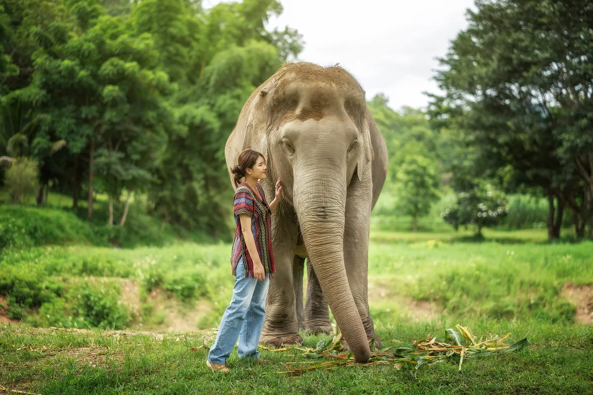 Unleash Your Inner Explorer: An Ethical Encounter at Chiang Mai's Elephant Jungle Sanctuary!