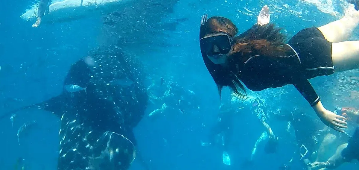 Oslob Whale Shark Encounter: An Epic Dive into Cebu's Gentle Giant Paradise!