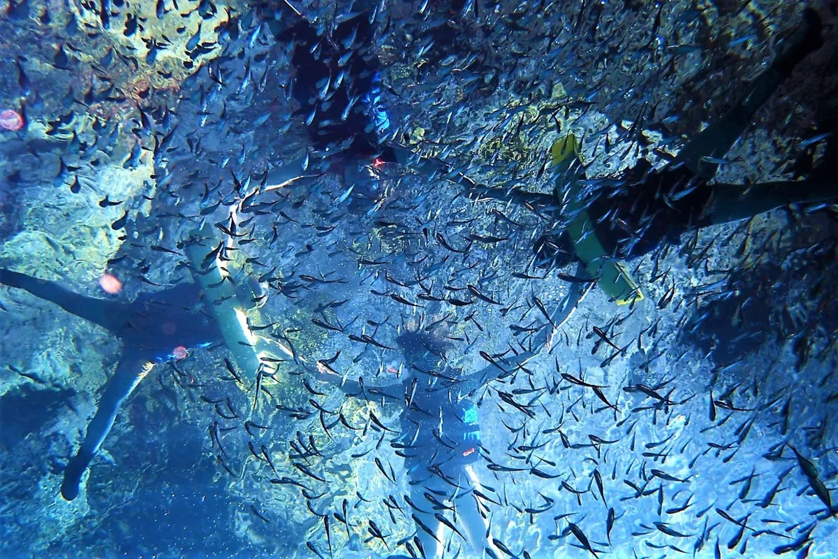 Bewundern Sie bunte Fischschwärme, einzigartig geformte Meeresschildkröten und wunderschöne Korallenriffe.