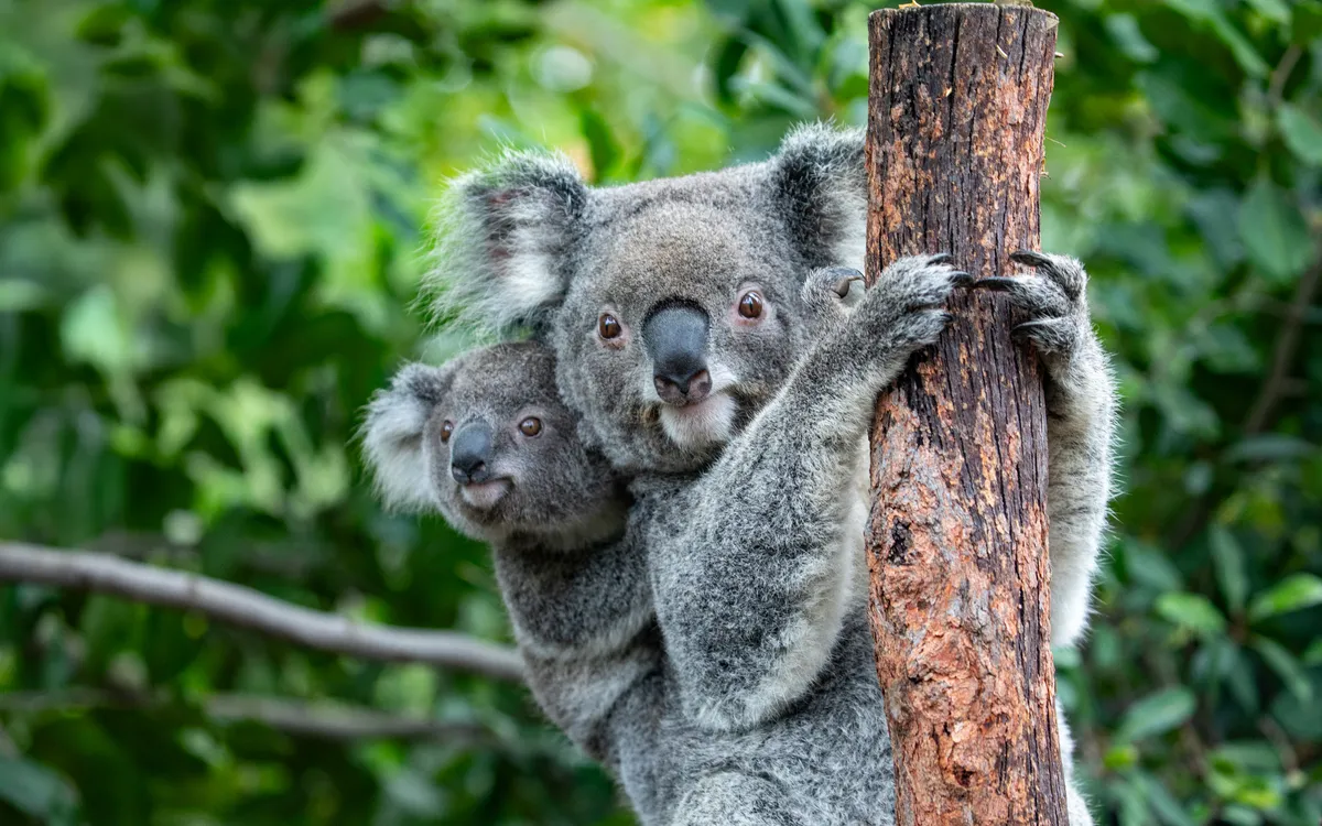 Why Sydney Zoo is the New King of the Urban Jungle: An Unforgettable Wildlife Adventure