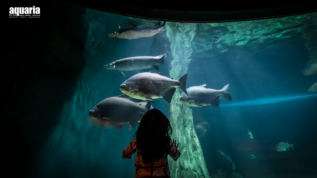 Dive into Wonder: Our Family's Unforgettable Adventure at Aquaria KLCC!