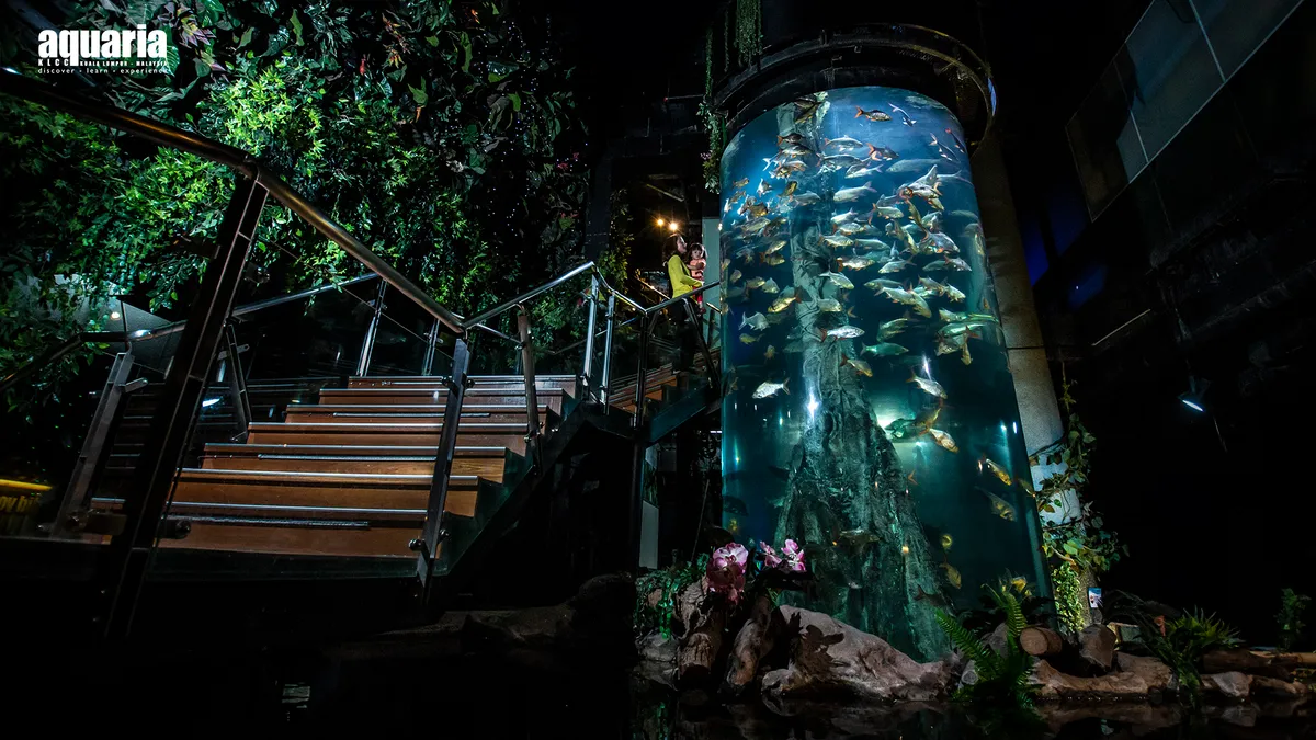 Aprofunde o seu conhecimento sobre a evolução das criaturas subaquáticas no Aquaria Kuala Lumpur City Centre (KLCC)