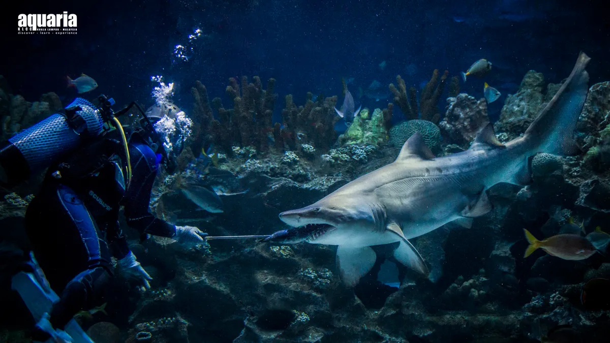 Não perca as impressionantes sessões de alimentação de tubarões no Aquaria Kuala Lumpur City Centre (KLCC)!
