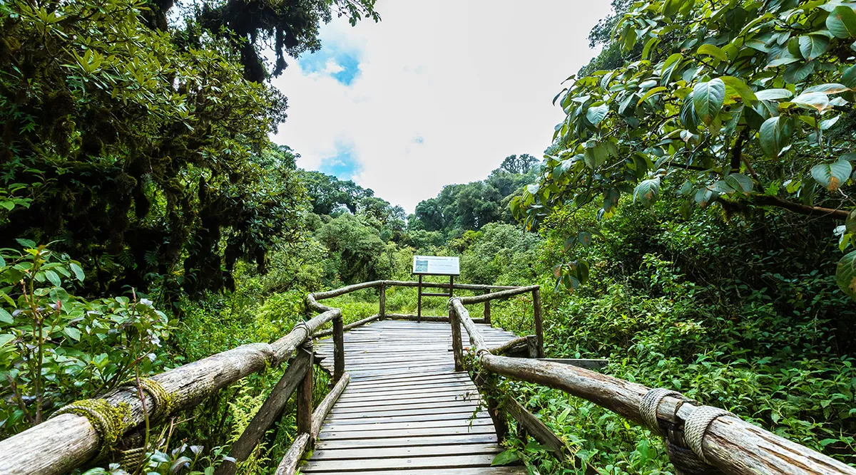 Hike through Thailand's high-elevation flora on the Angkha Nature Walk
