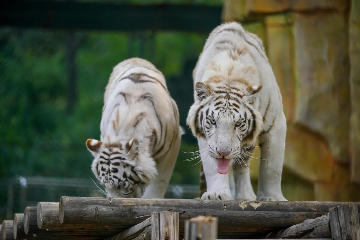 Roaring Adventures: Why Beijing Wildlife Park is the Ultimate Safari Escape