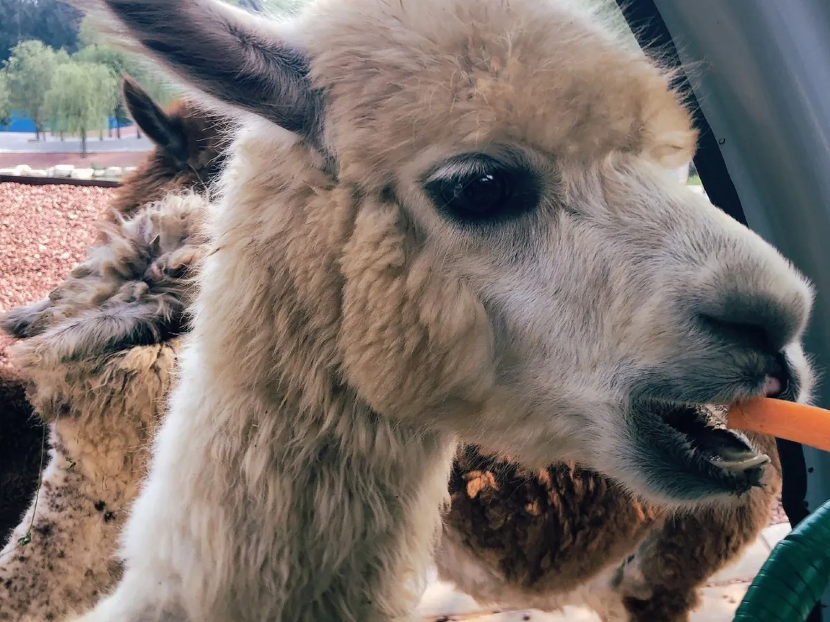 Embark on an entertaining and educational journey within a harmonious atmosphere comprised of people, animals, and forests.